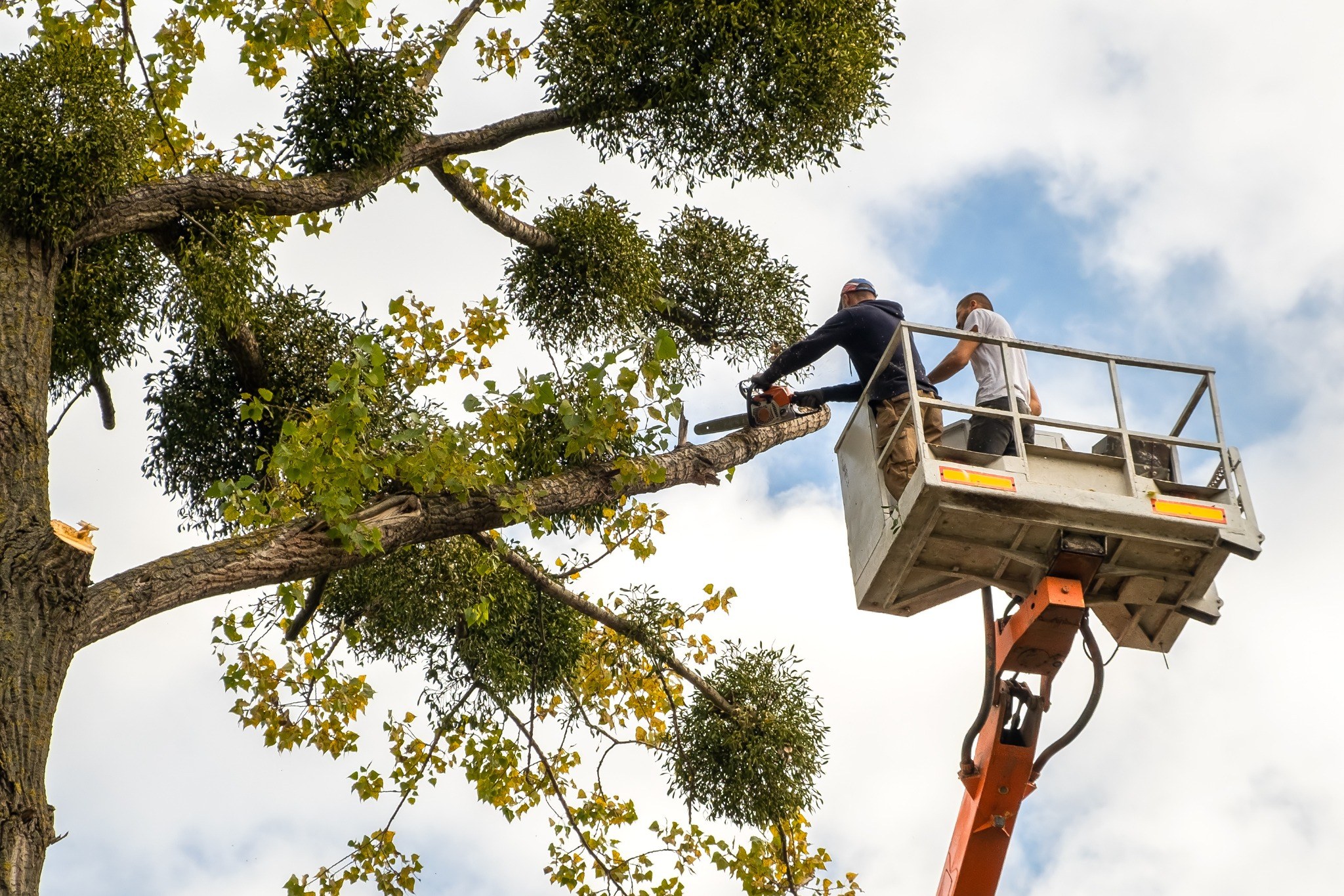 Tree trimming professionals using aerial lift platform to prune large tree branches
